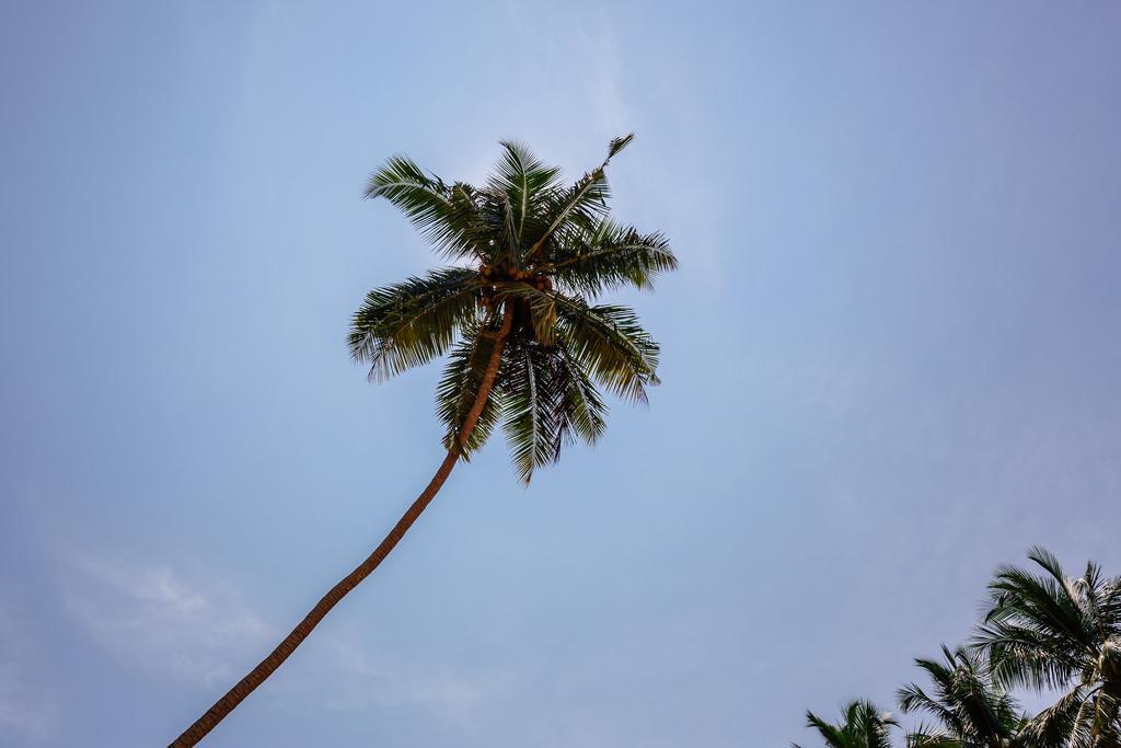 Blue Parrot Beach Villa Ambalangoda  Eksteriør billede